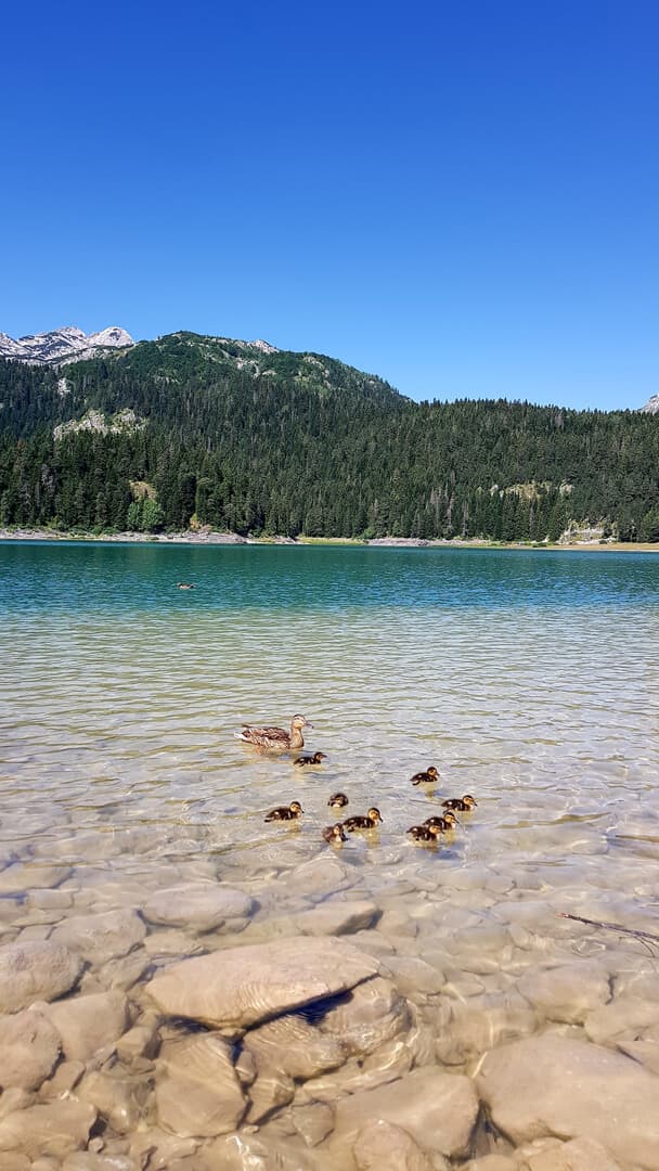 Planinska jezera Durmitora